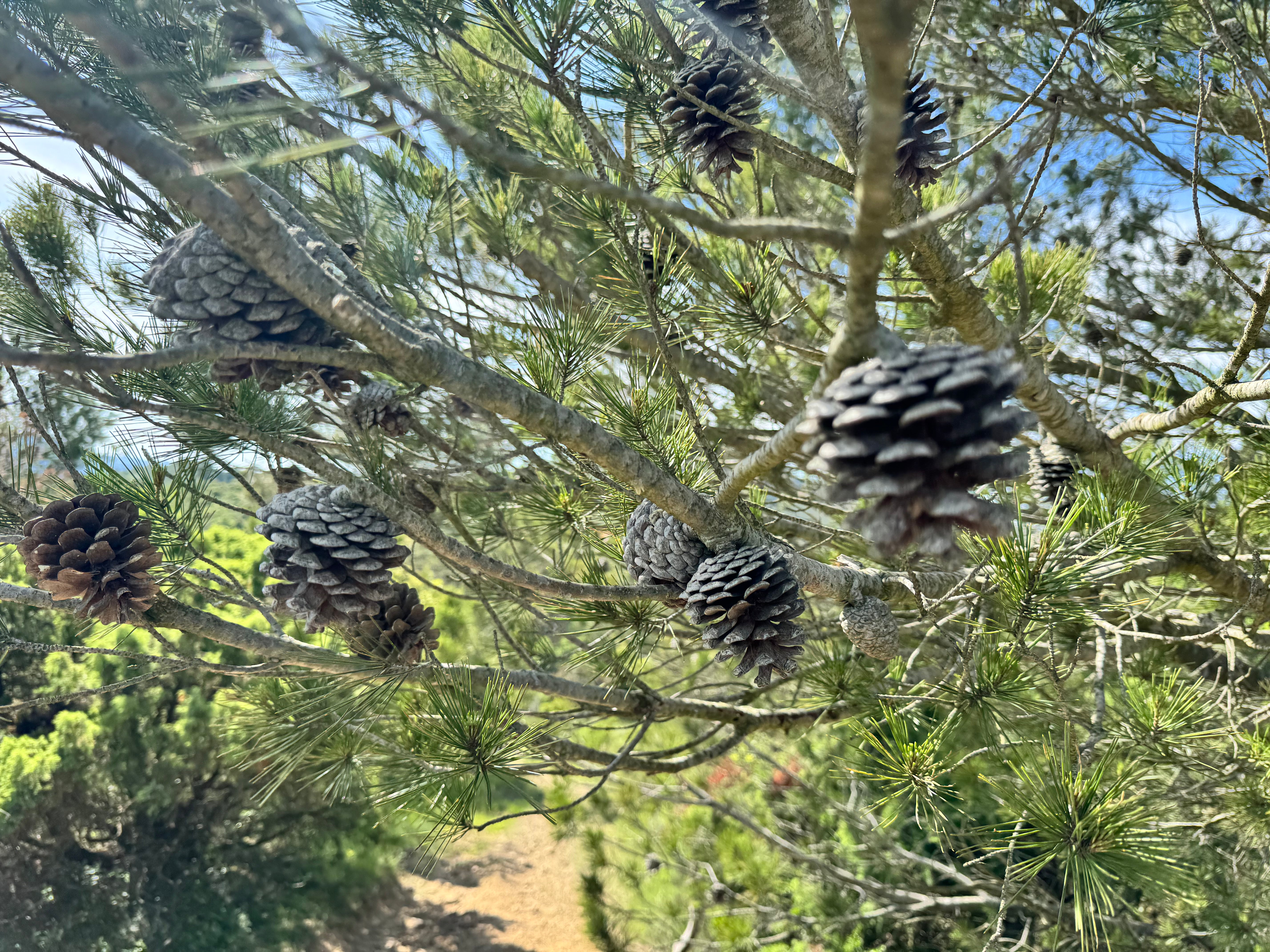 Aleppo Pine Organic Essential oil 5 ml